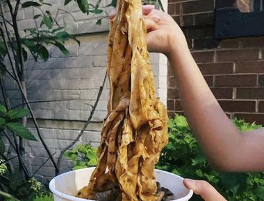 Very Fresh Noodles