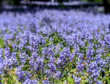 Brooklyn Botanic Garden
